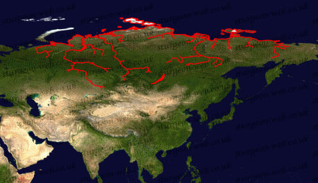 Siberian Sturgeon (Acipenser baerii) wild distrubution map