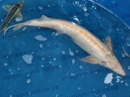 photo of a very large 90cm Albino Sterlet, 15 (ish) years old