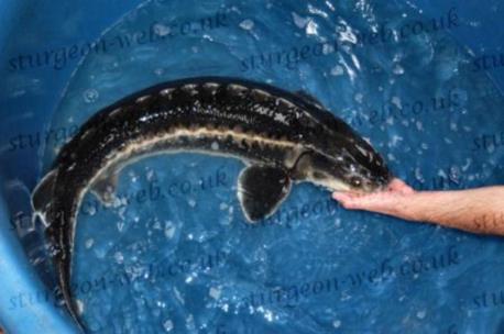 photo of a 110cm Diamond sturgeon about 10kg and 6-7 years old
