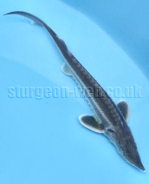 Siberian Sturgeon (Acipenser baerii) x Diamond  Sturgeon (Acipenser gueldenstaedtii) hybrid.